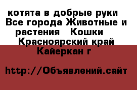 котята в добрые руки - Все города Животные и растения » Кошки   . Красноярский край,Кайеркан г.